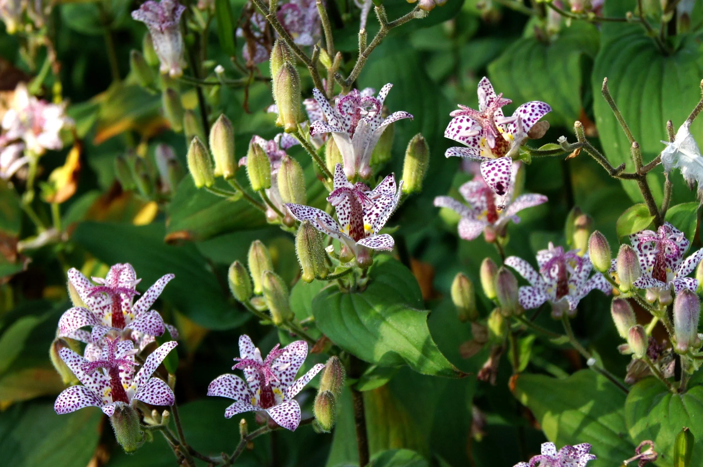 Tricyrtis formosana Toad lily