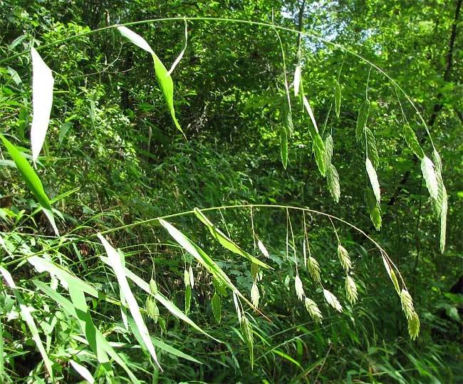 Seed heads of Chasmanthium latifolium, Northern sea oats