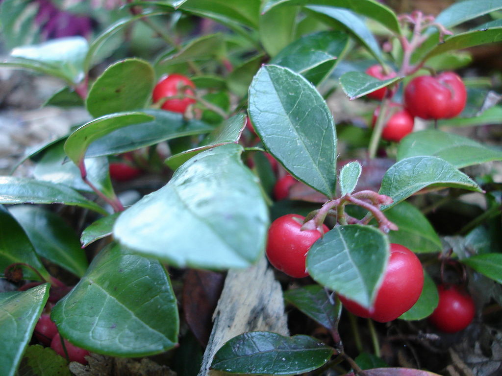 Edible berries of Gaultheria procumbens, Winterberry