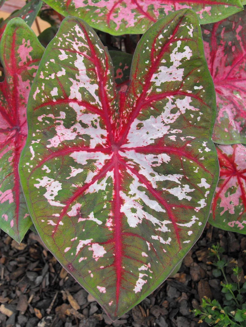 Caladium , aka elephant ears