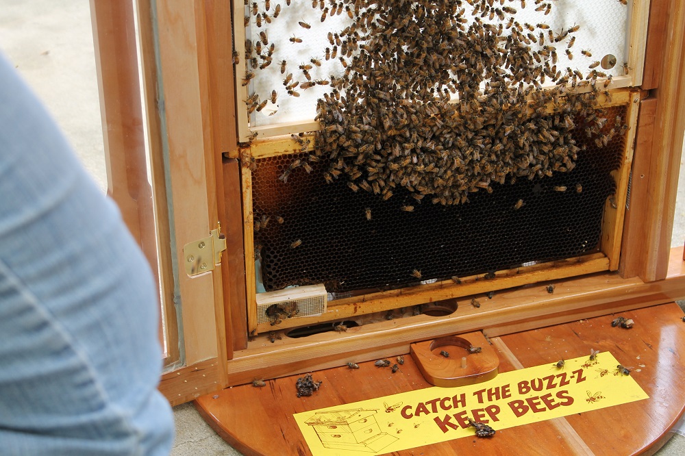 New Garden's observation hive being installed (don't worry, we keep it closed!)