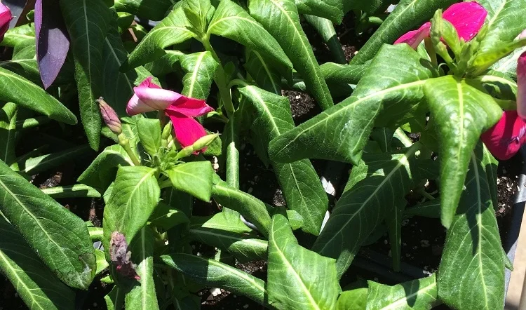 Cold-wilted Vinca