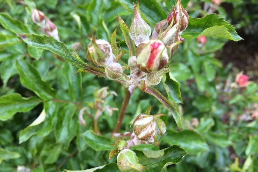 Powdery Mildew & Sooty Mold