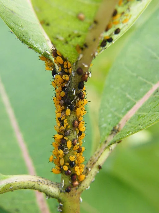 Oleander or milkweed aphid on milkweed. Notice the black and brown aphids-these have been parasitized by a tiny wasp. White flakes are molted aphid skins. click to enlarge