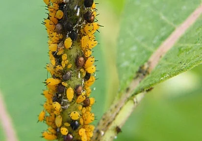 Aphid Control in the Garden
