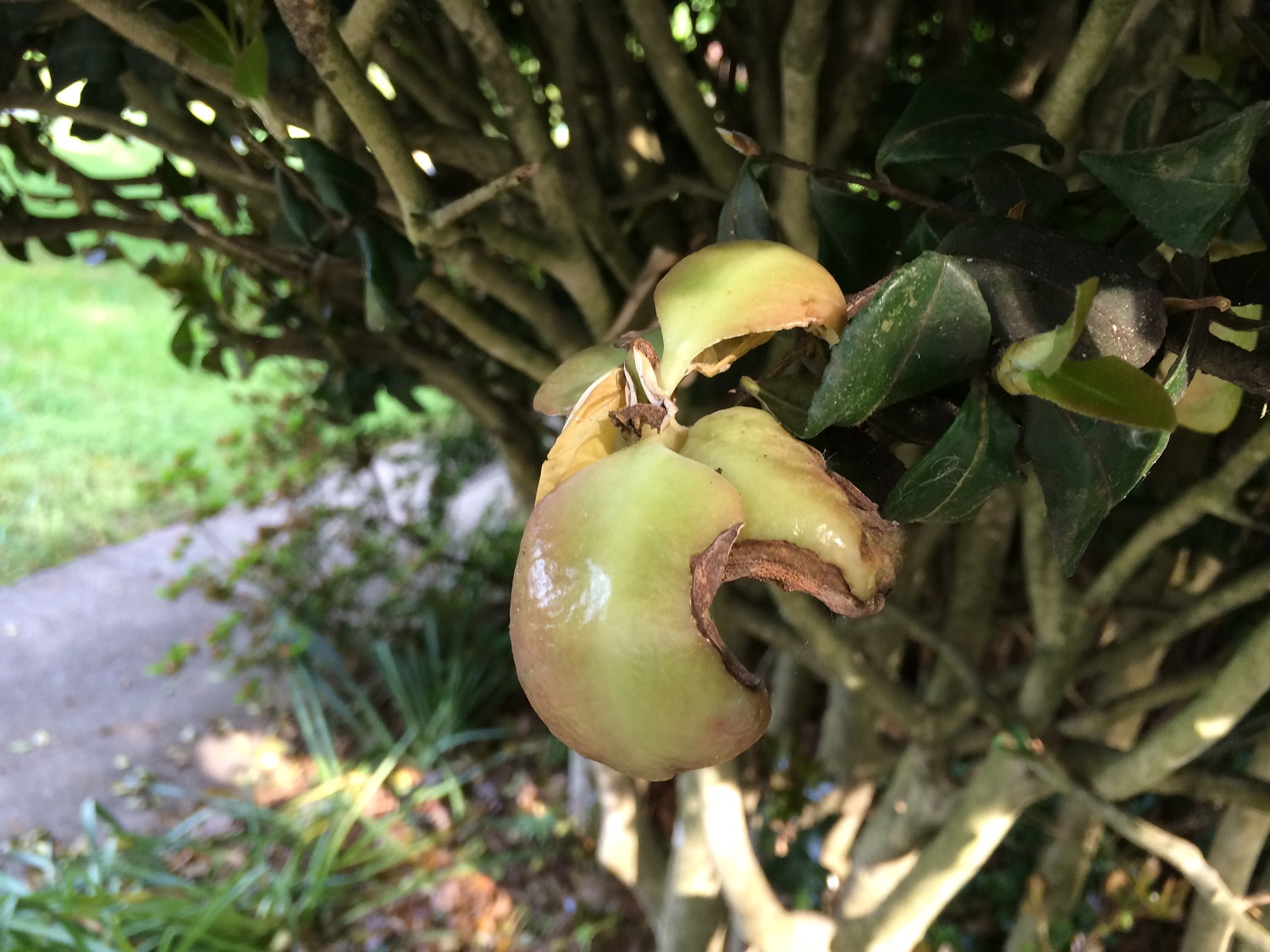 Camellia Leaf Gall