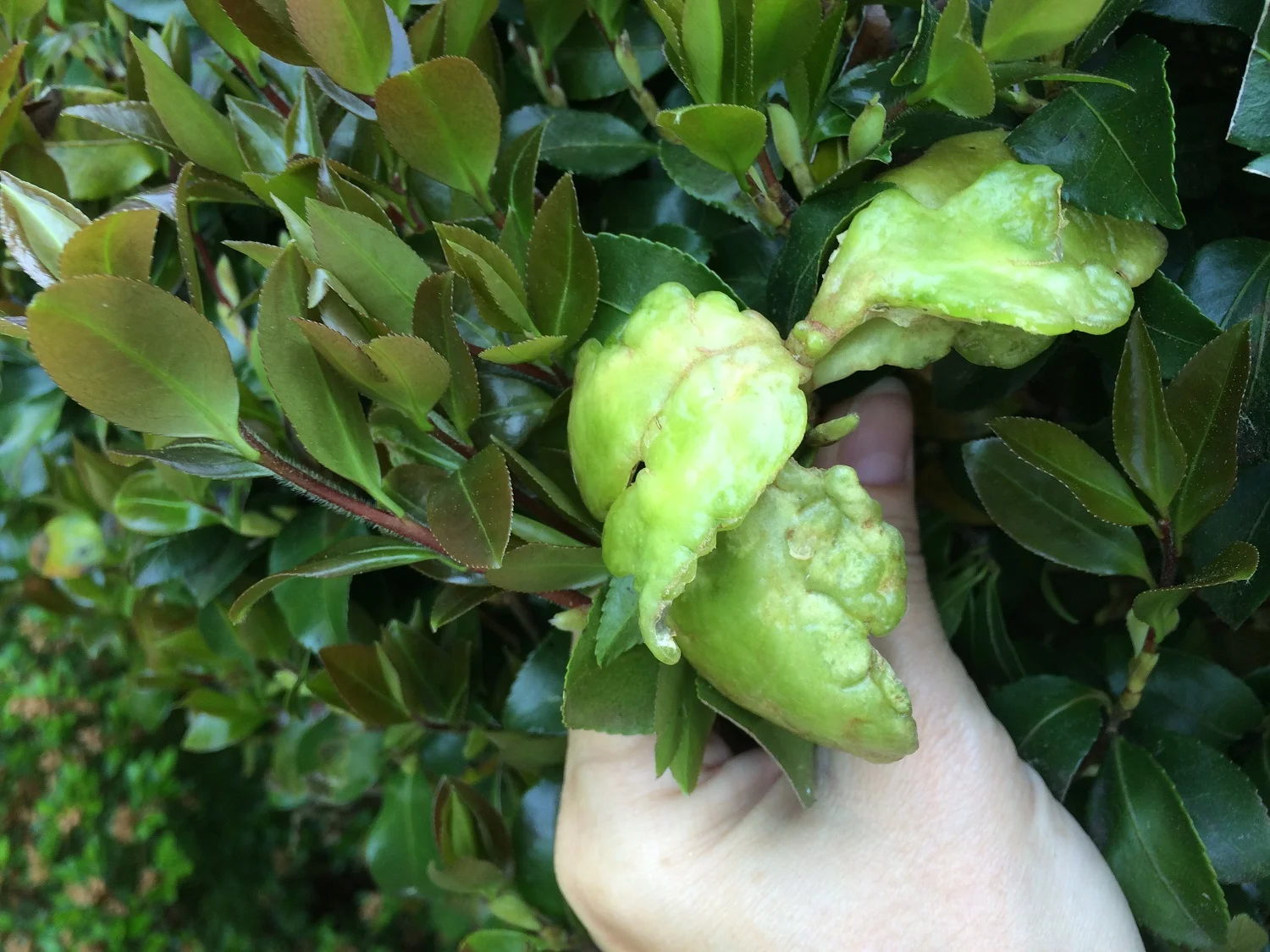 Camellia Leaf Gall