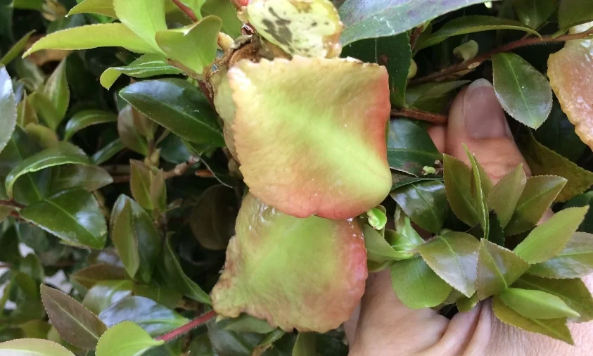 Camellia Leaf Gall