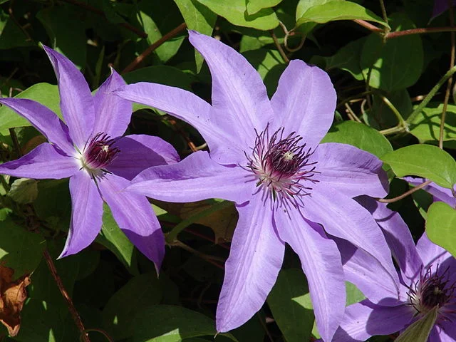Clematis