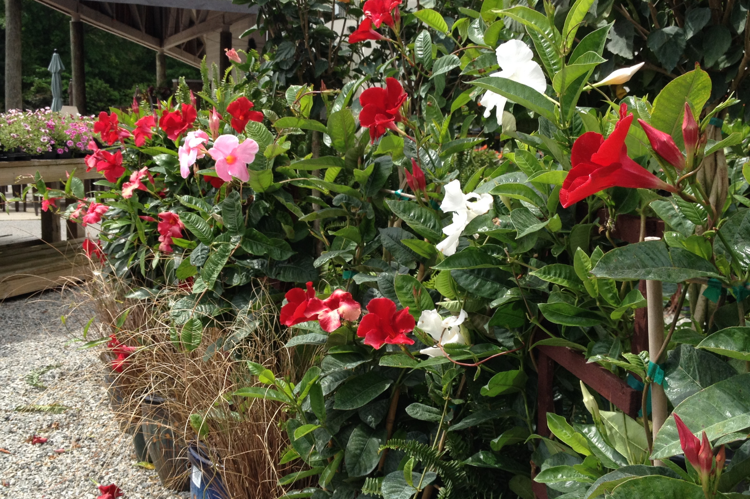 Red, pink & white mandevilla & dipladenia