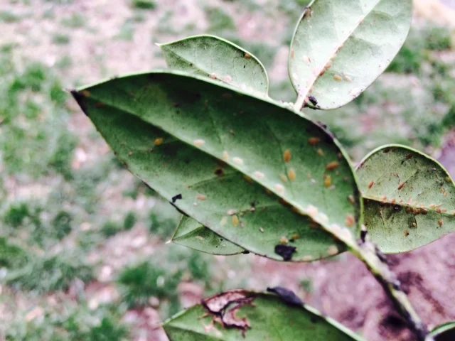 Soft scale on holly