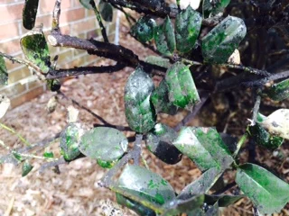Sooty mold on holly caused by soft scale