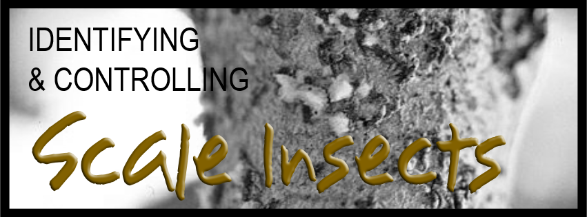 Identifying & Controlling Scale Insects
