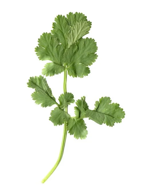 How to have Fresh Cilantro through the Summer