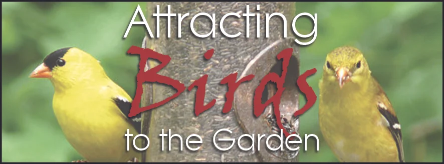 Attracting Birds to the Garden