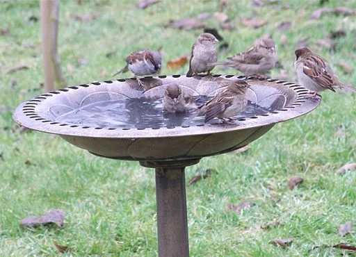 Provide a water source in your garden
