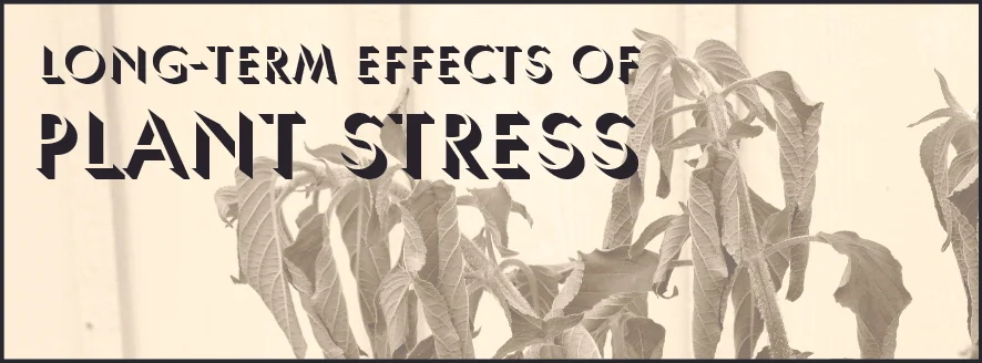 Long-term Effects of Plant Stress