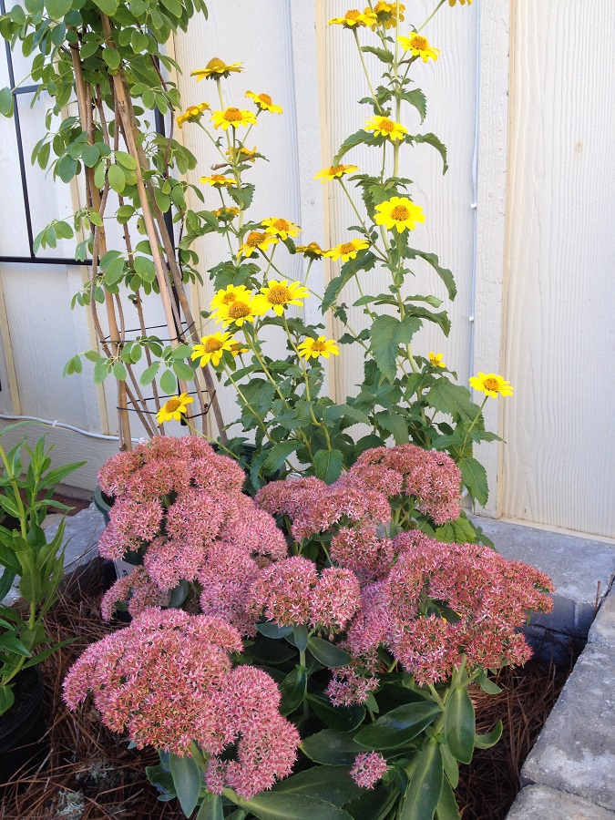 Smooth oxeye & Sedum 