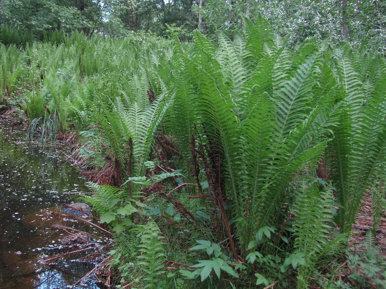 Ostrich fern