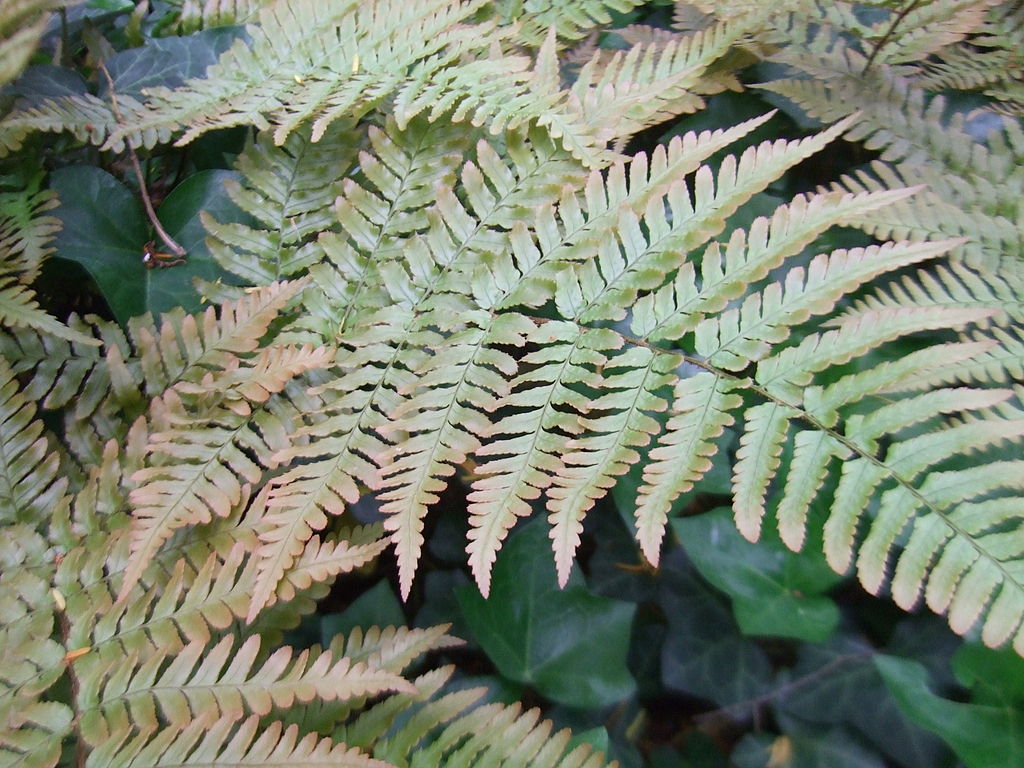 Autumn fern
