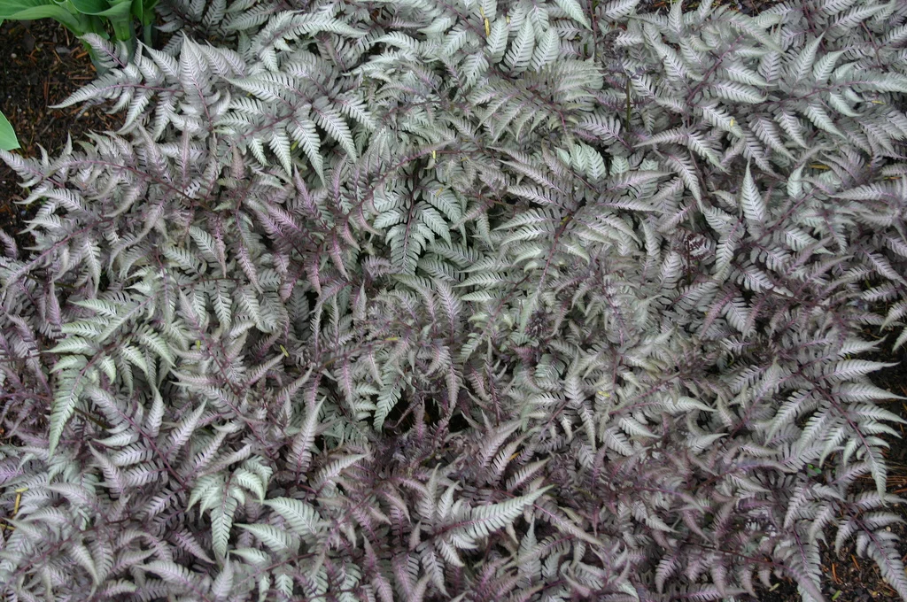 Japanese painted fern