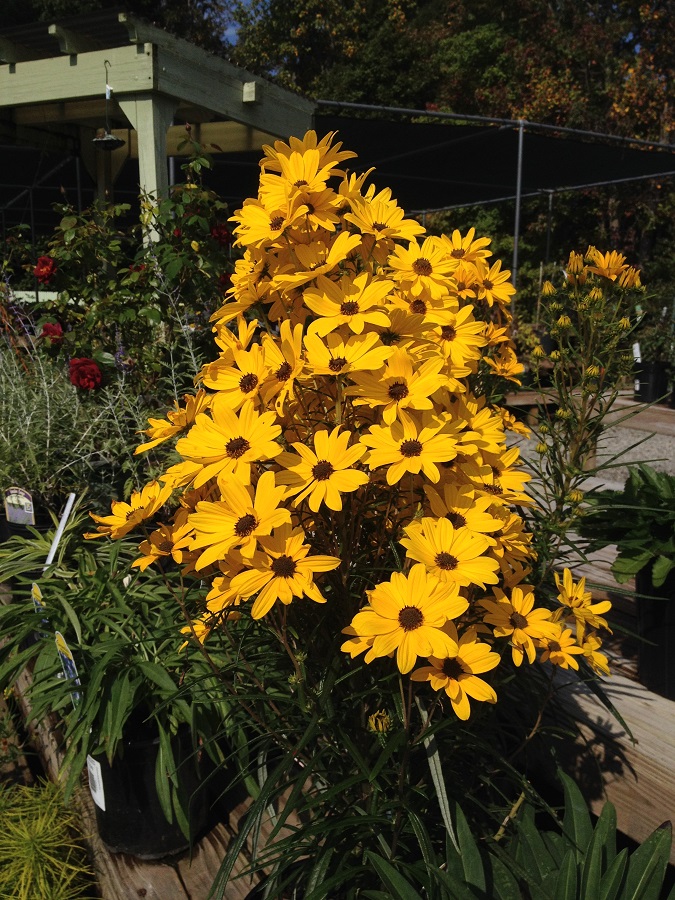 Perennial sunflower 