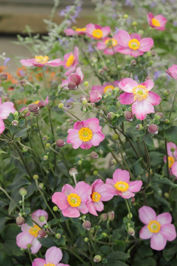 Anemone 'September Charm'