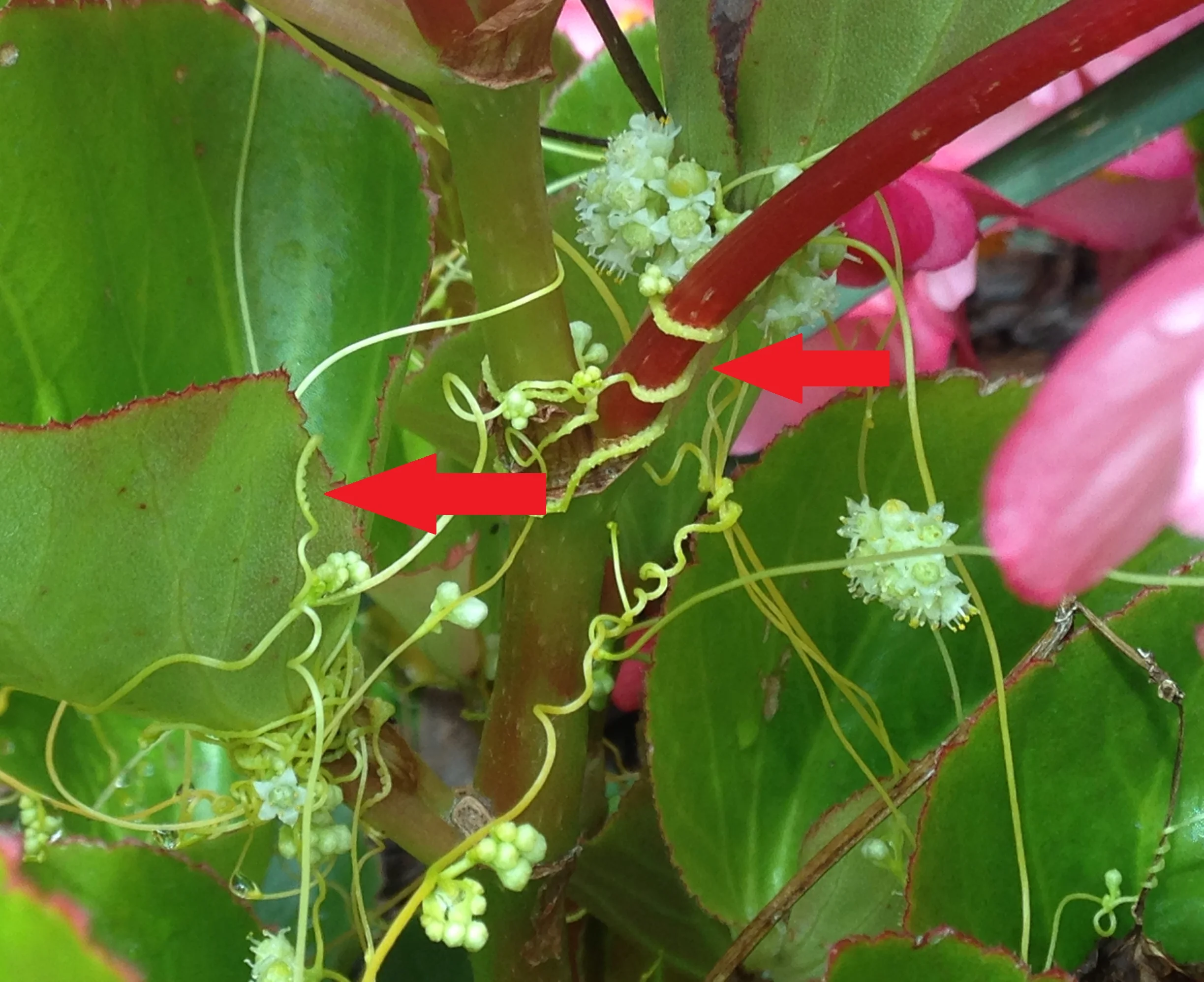 The haustoria are visible as ridged, tooth-like structures. You can also see how prolific the small white flowers are. Click to enlarge.
