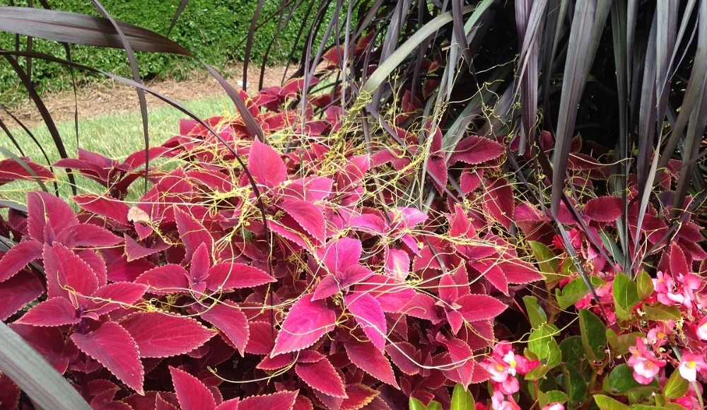 That's not Silly String-it's Dodder!