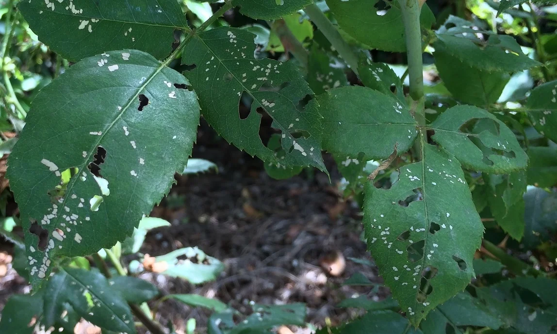 Holes in Your Rose Leaves? It Might be Rose Sawfly