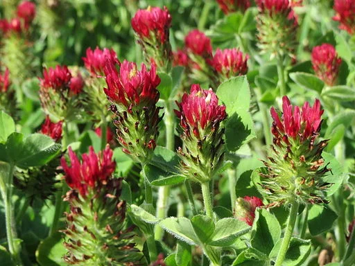 Crimson clover is an attractive cover crop