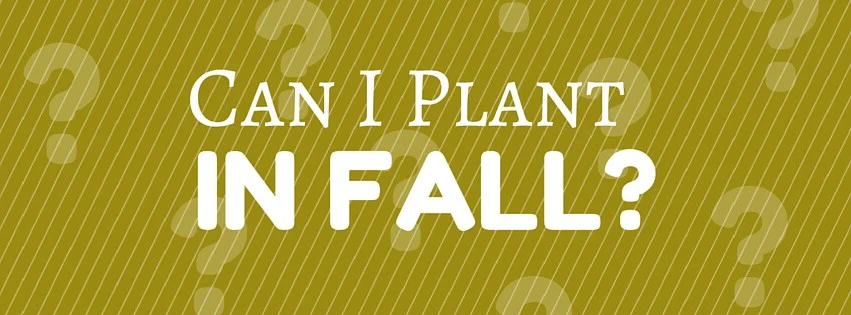 Can I Plant in Fall?