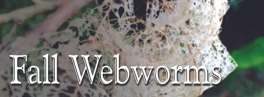 Fall Webworms