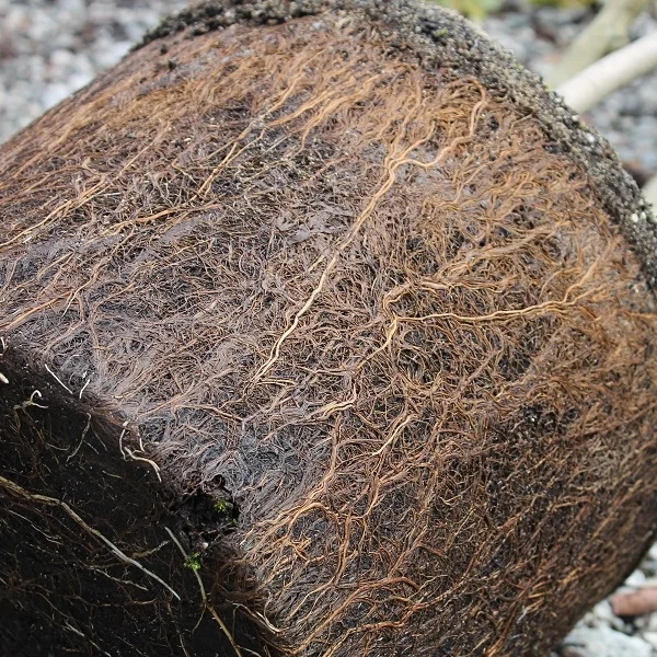 Dense roots that should be loosened before planting