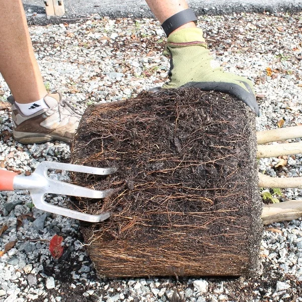 Loosening roots with garden claw