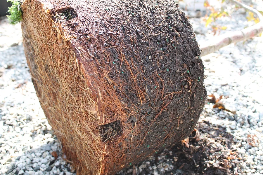 The sides of this maple's root ball aren't overly rooted, but a "pancake" has formed at the bottom that must be removed.