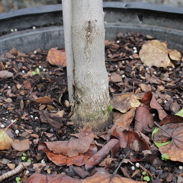 The root flare can be subtle on smaller trees. Look for a change in texture along with widening to indicate that the transition to root is at soil level.