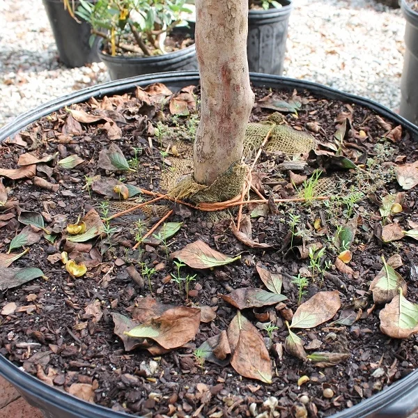 Here is a great example of the soil level being too high, along with burlap and twine that must be removed before planting.
