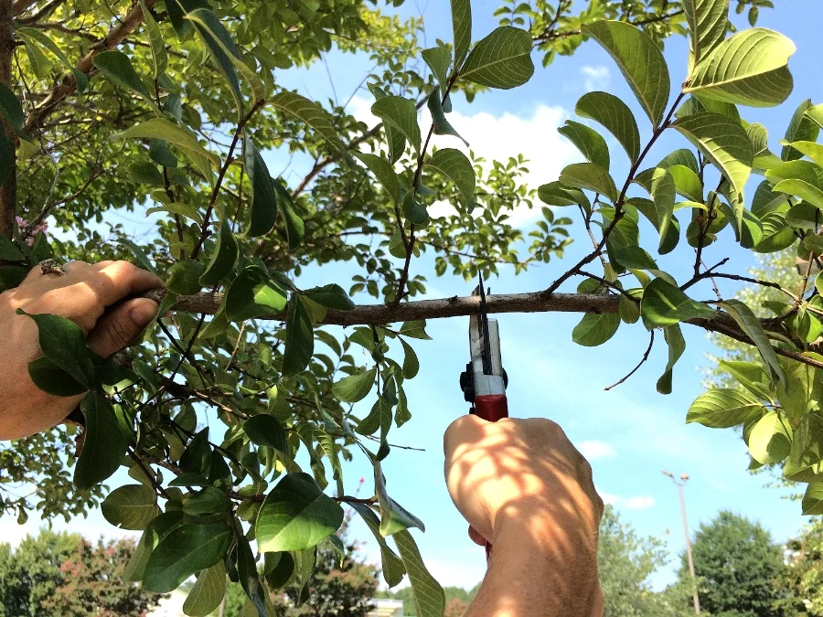 Should I Prune my Crape Myrtle in Fall?