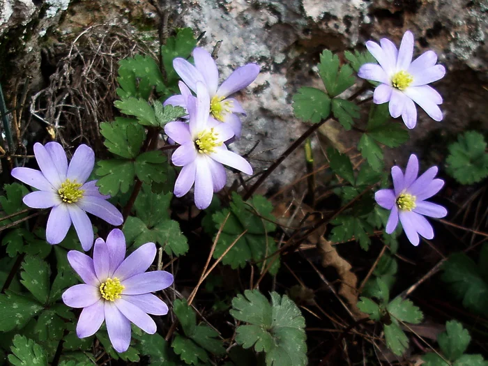 Anemone blanda (Grecian windflower) 