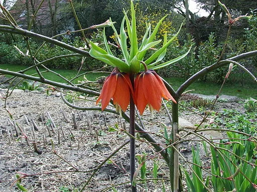 Fritillaria imperialis (crown imperial)