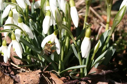 Galanthus (snowdrop) 