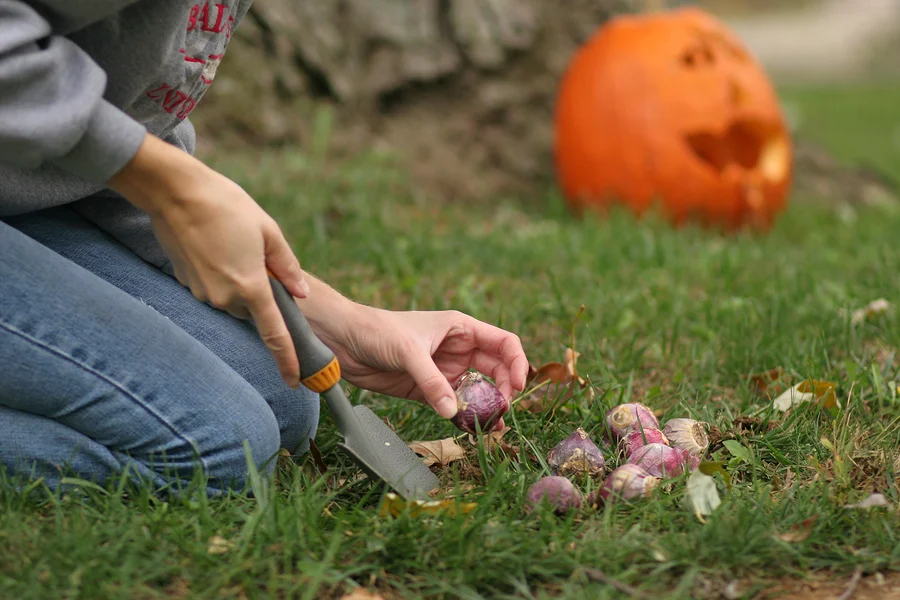 Spring Blooming (and Deer Resistant!) Bulbs to Plant