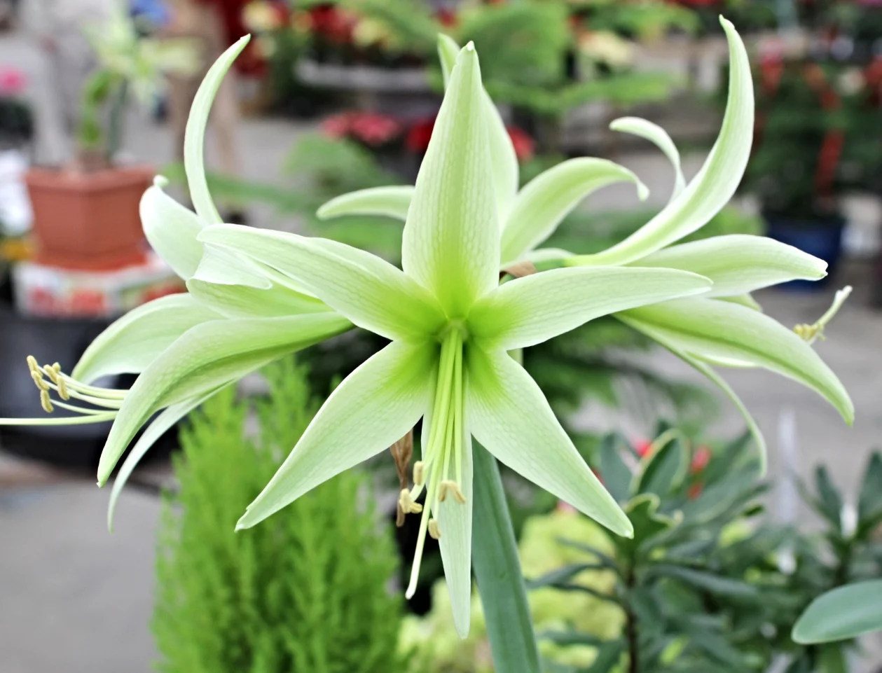 Amaryllis (Hippeastrum) 'Evergreen'