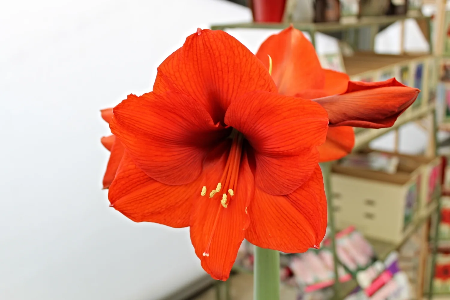 Amaryllis (Hippeastrum) 'Red Lion'