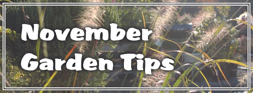 November Garden Tips
