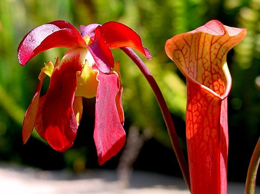 Red pitcher plant
