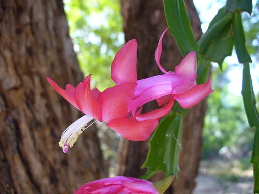 Christmas Cactus 