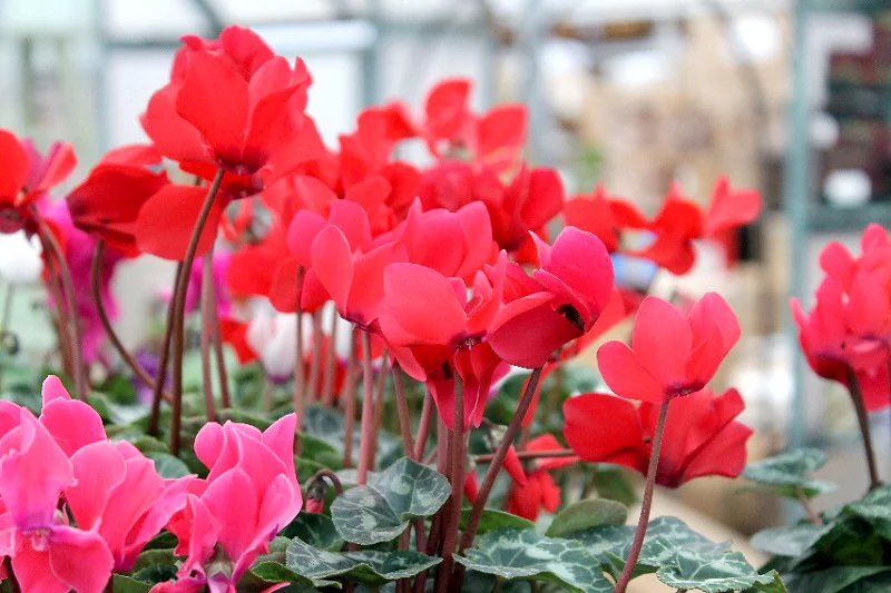 Christmas Season Safety 