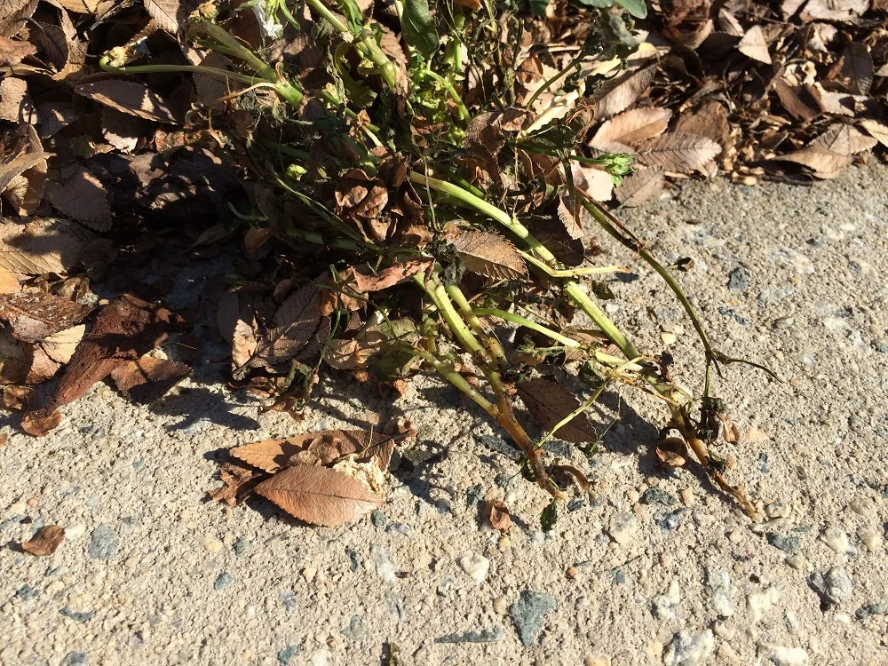 Crown rot. The stems have lesions at the soil line and the entire plant has died. This is the only visibly affected plant in a bed of dozens of violas.